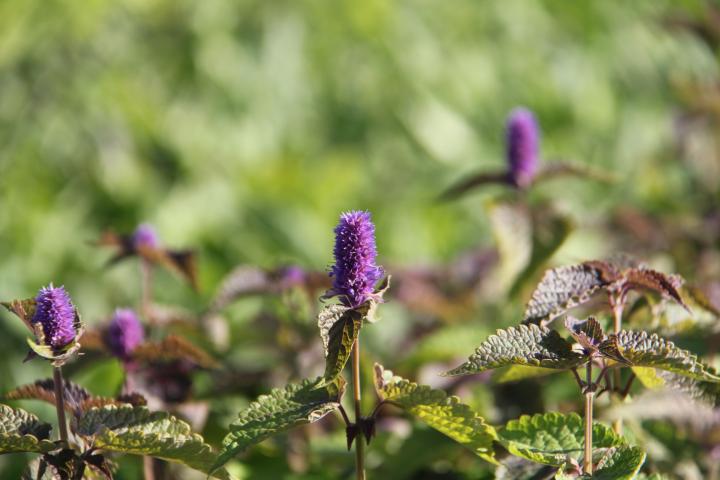 Agastache rugosa