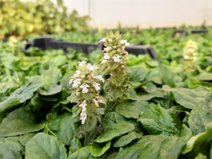 Ajuga reptans 'Alba'