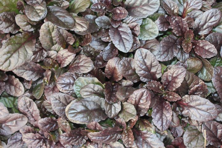 Ajuga reptans 'Atropurpurea'