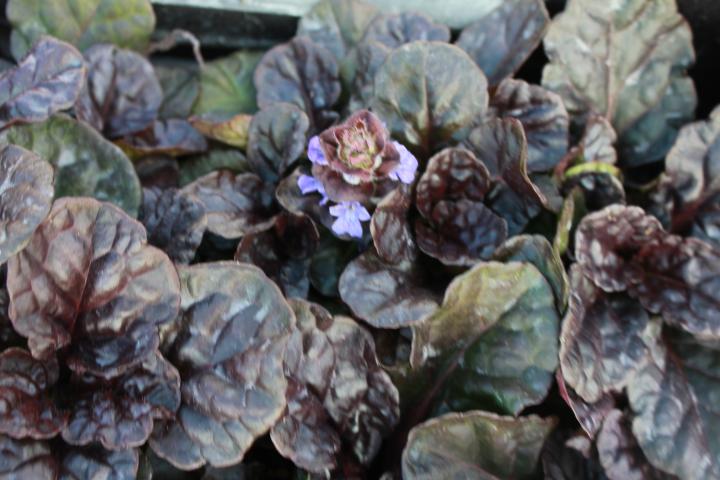 Ajuga reptans 'Black Scallop' ®