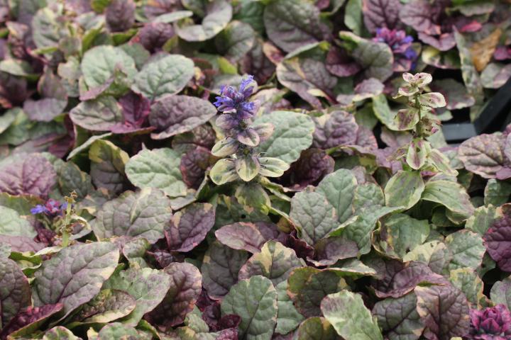 Ajuga reptans 'Burgundy Glow'