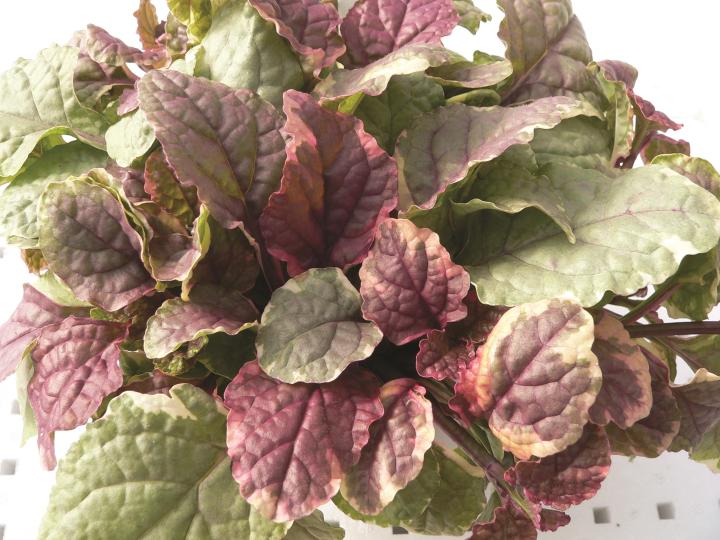 Ajuga reptans 'Burgundy Glow'