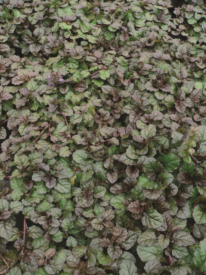 Ajuga reptans 'Braunherz'