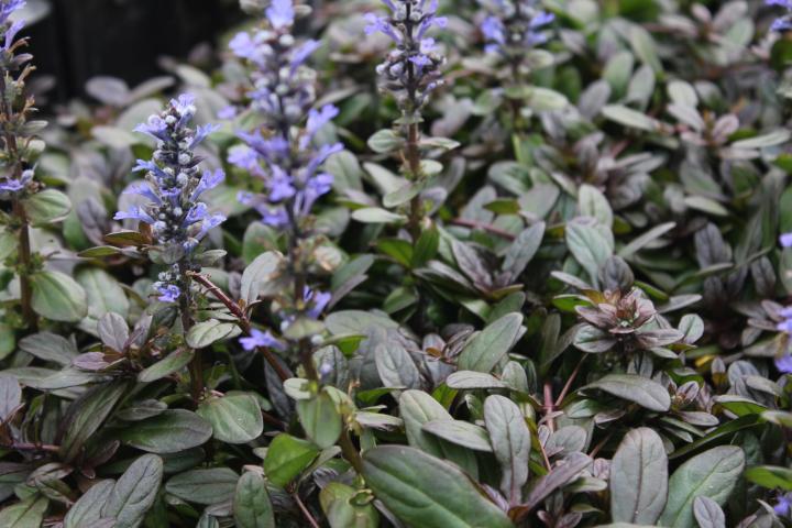 Ajuga reptans 'Chocolate Chips'