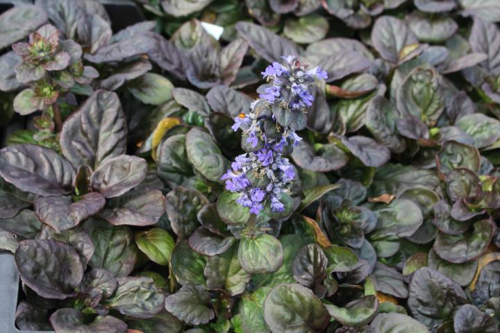 Ajuga reptans 'Catlin's Giant'