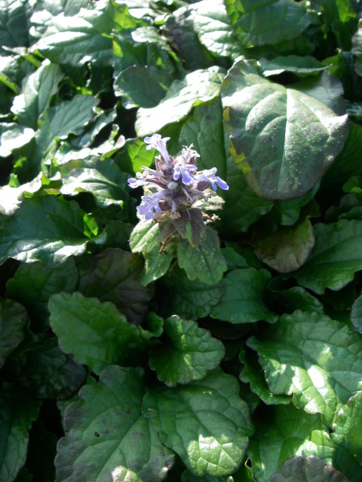 Ajuga reptans
