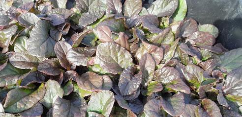 Ajuga reptans 'Purple Torch'