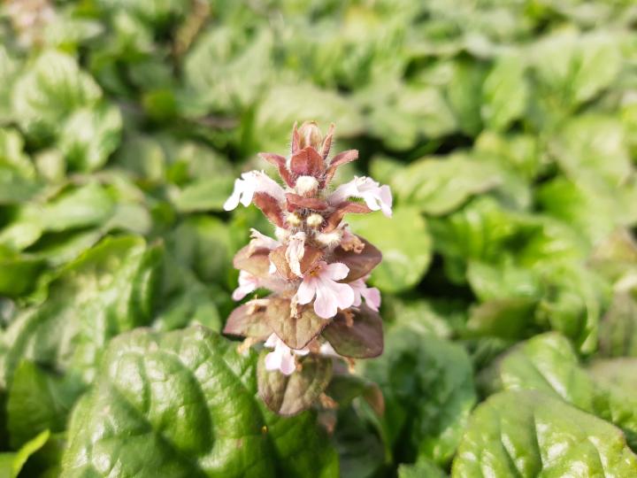 Ajuga reptans 'Rosea'