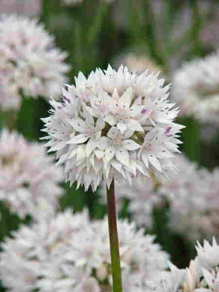 Allium amplectens 'Gracefull'