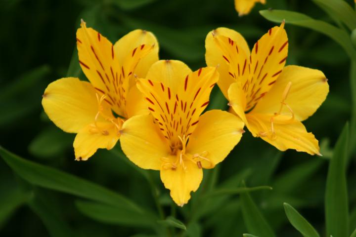 Alstroemeria aurantiaca 'Lutea'