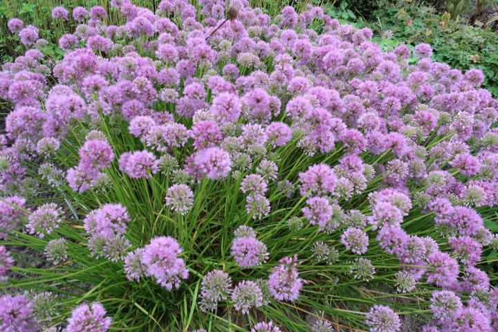 Allium senescens 'Avatar' ®