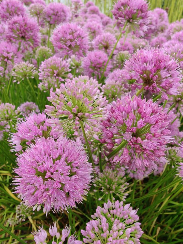 Allium senescens 'Avatar' ®