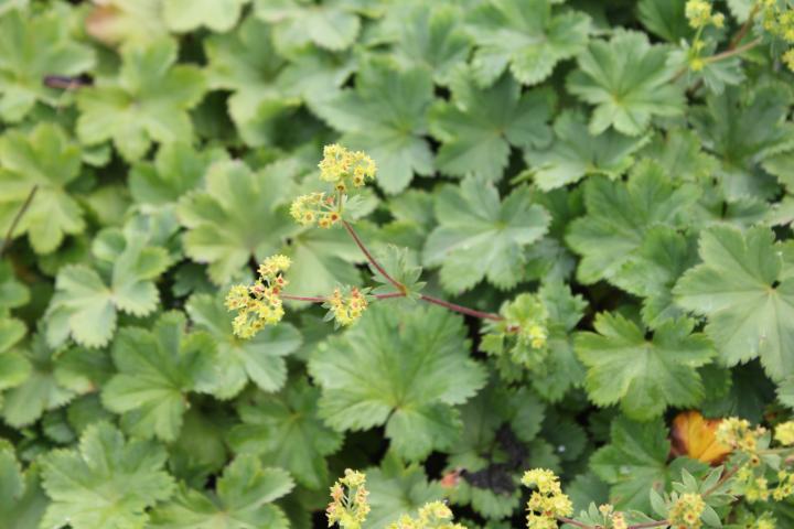 Alchemilla erythropoda