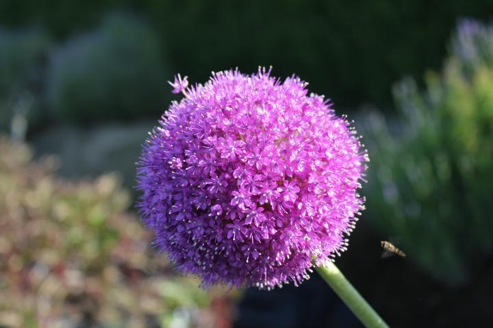 Allium giganteum 1l.