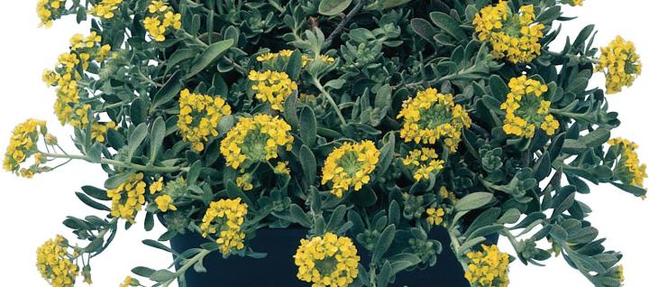 Alyssum montanum 'Berggold'