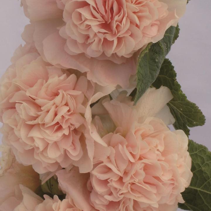 Alcea rosea 'Charter's Double Apricot'