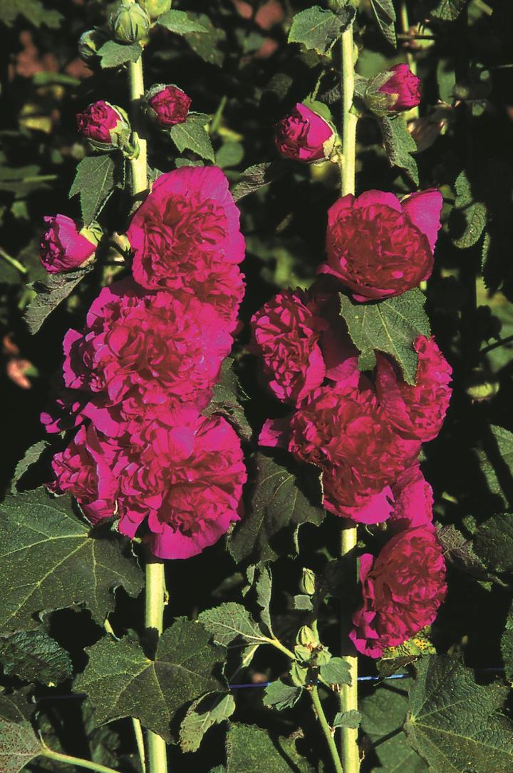 Alcea rosea 'Charter's Double Purple'