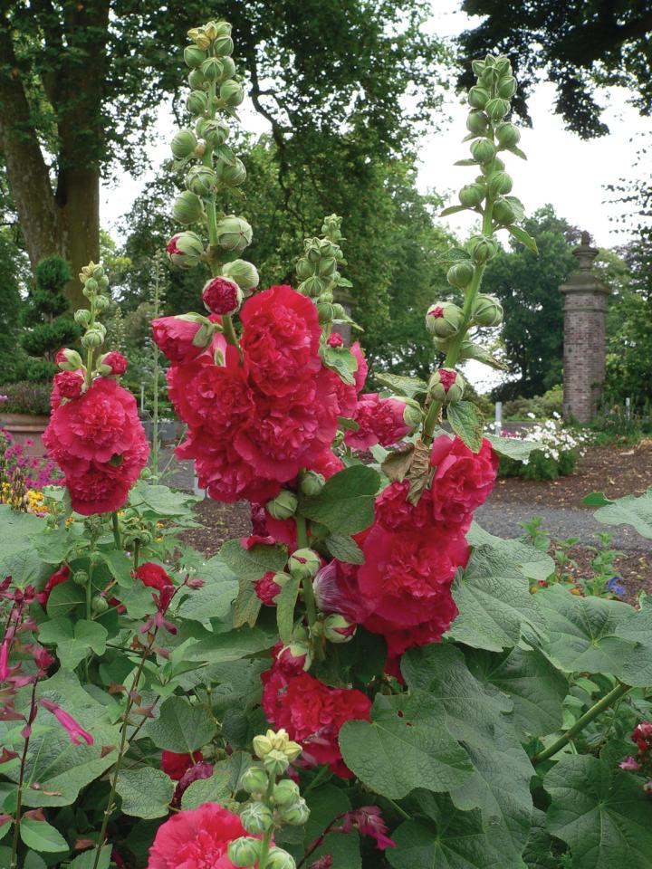 Alcea rosea 'Charter's Double Red'