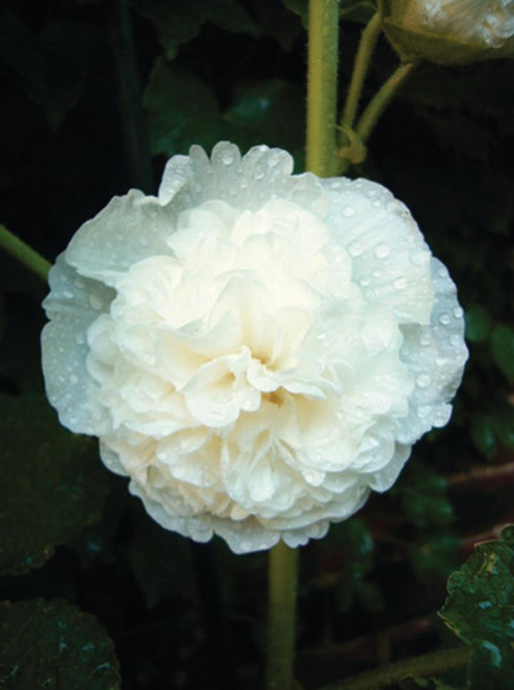 Alcea rosea 'Charter's Double White'