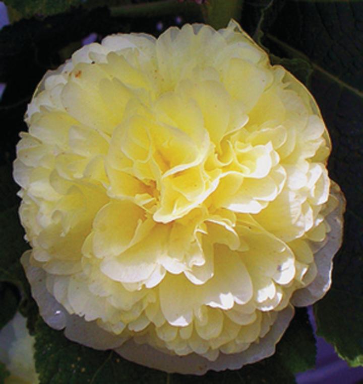 Alcea rosea 'Charter's Double Yellow'