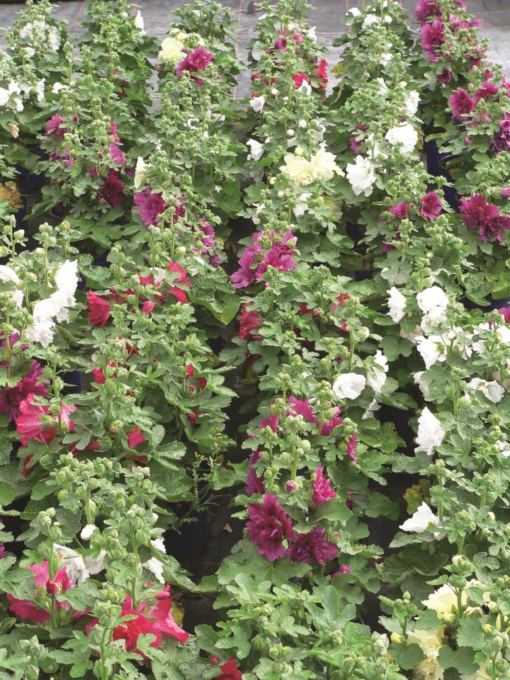 Alcea rosea 'Charter's Double Mix'