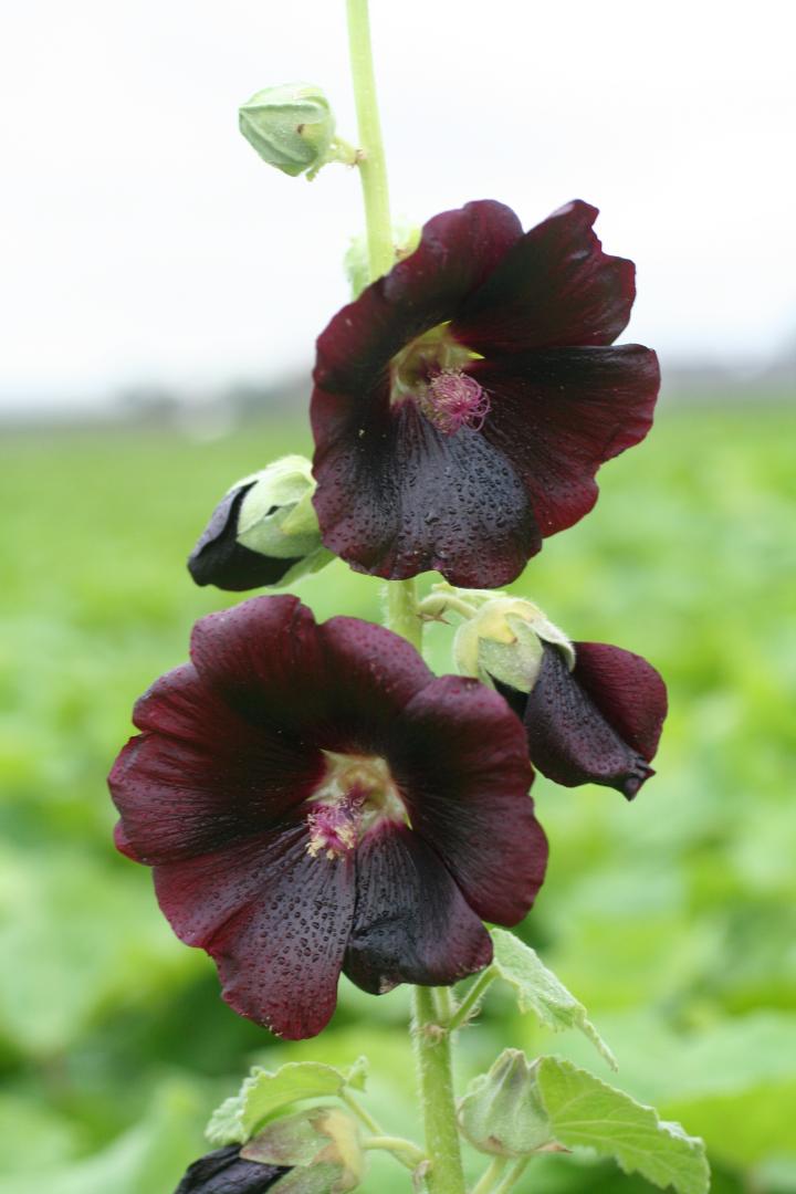 Alcea rosea 'Nigra'