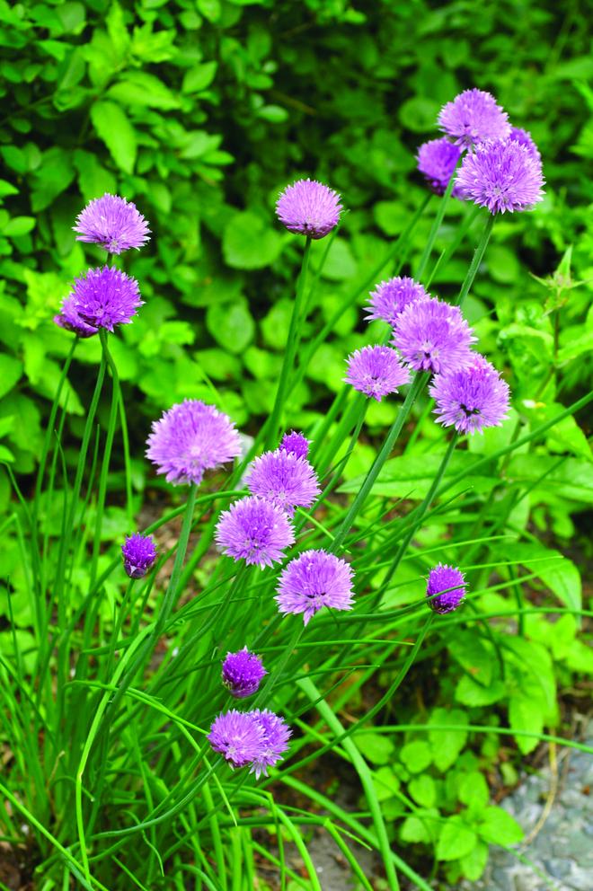 Allium schoenoprasum