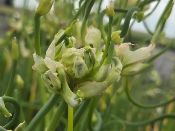 Allium scorodoprasum