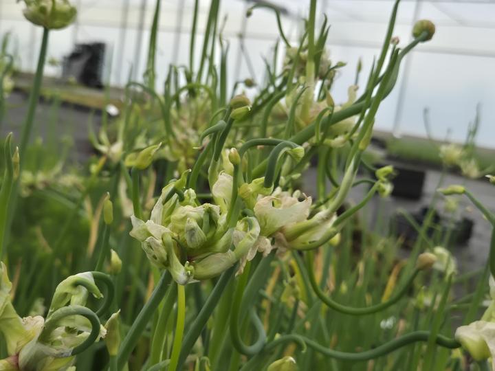 Allium scorodoprasum