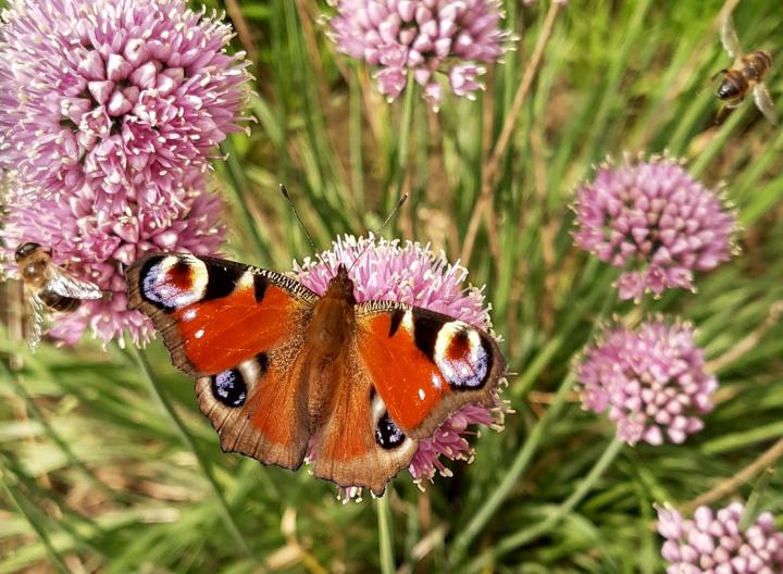Allium senescens 'Summer Beauty'
