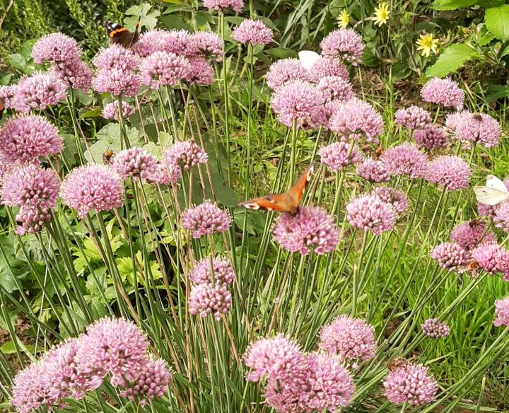 Allium senescens 'Summer Beauty'