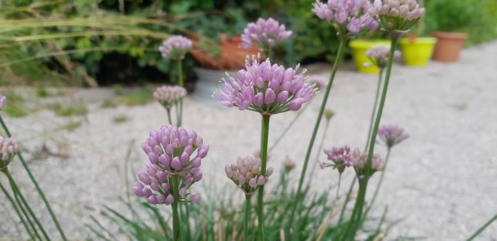 Allium senescens ssp. montanum