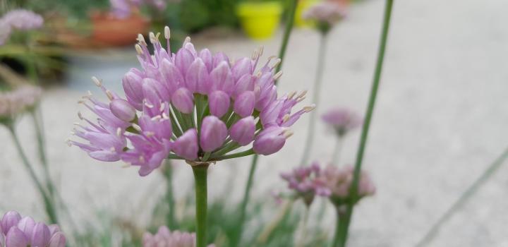 Allium senescens ssp. montanum