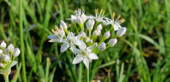 Allium tuberosum