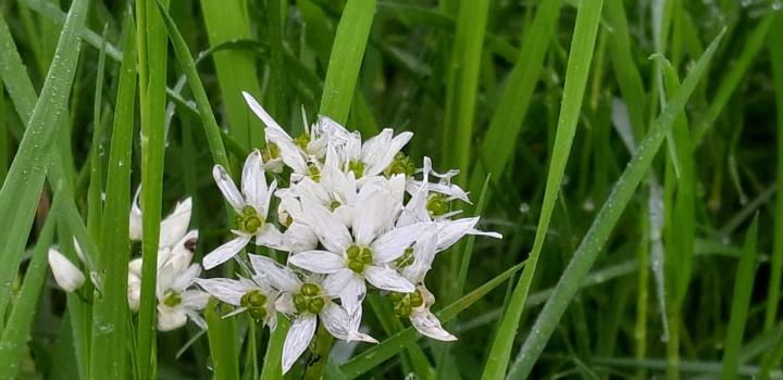 Allium ursinum