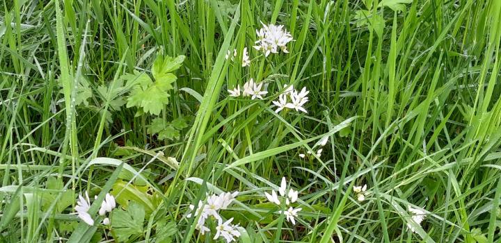 Allium ursinum