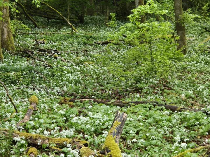 Allium ursinum