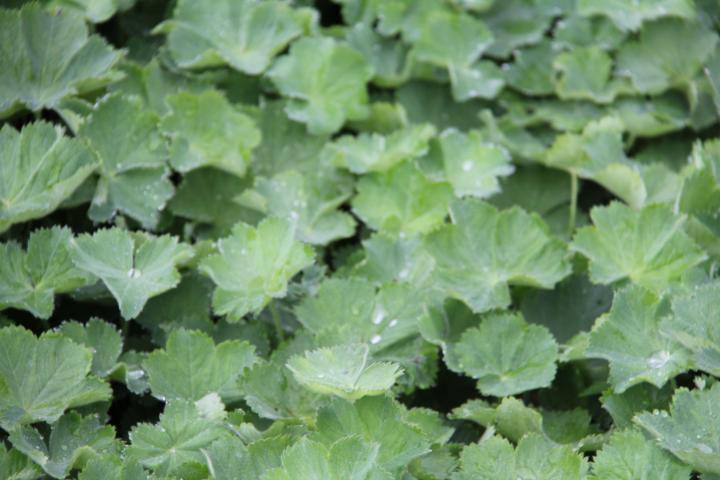 Alchemilla vulgaris