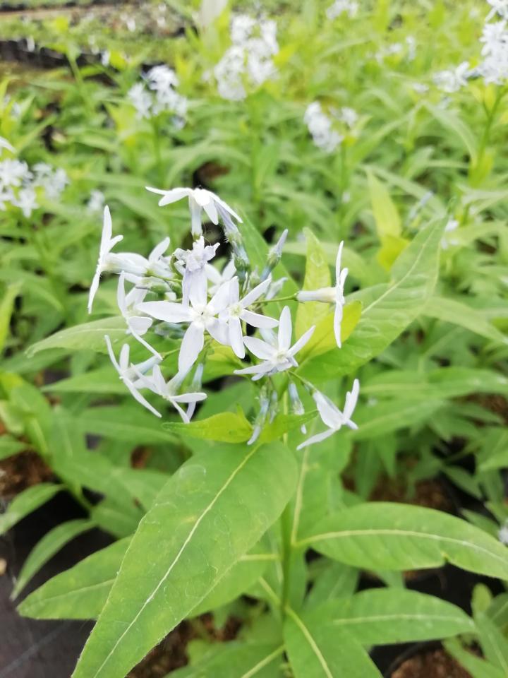 Amsonia illustris