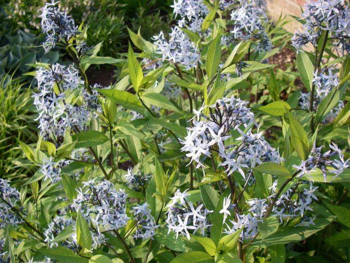 Amsonia tabernaemontana