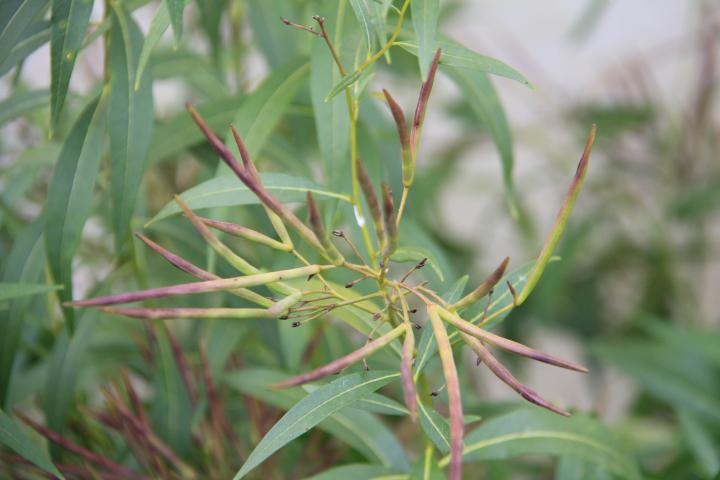 Amsonia tabernaemontana
