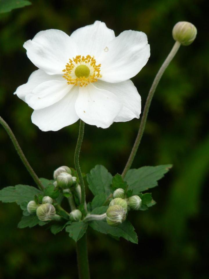Anemone hybride (x) 'Andrea Atkinson'