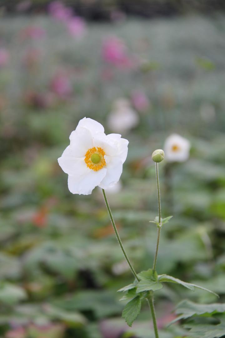 Anemone hybride (x) 'Andrea Atkinson'