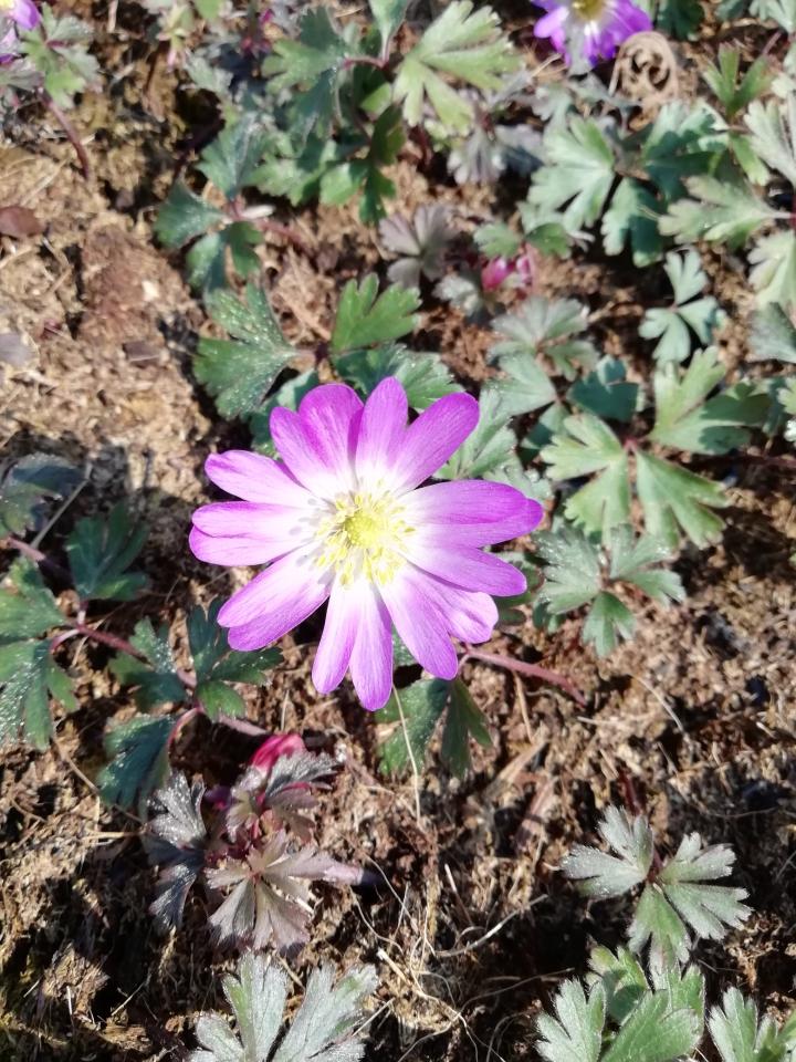 Anemone blanda 'Charmer'
