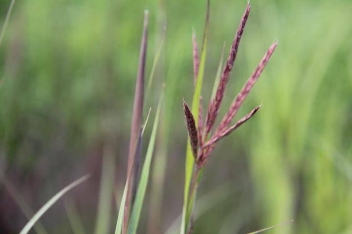 Andropogon gerardii 'Blackhawks' PBR