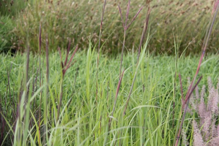 Andropogon gerardii 'Blackhawks' PBR