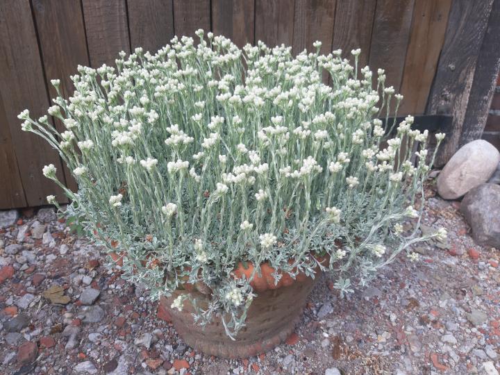 Antennaria dioica 'Alba'