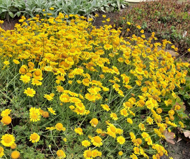 Anthemis hybride 'Dwarf Form'