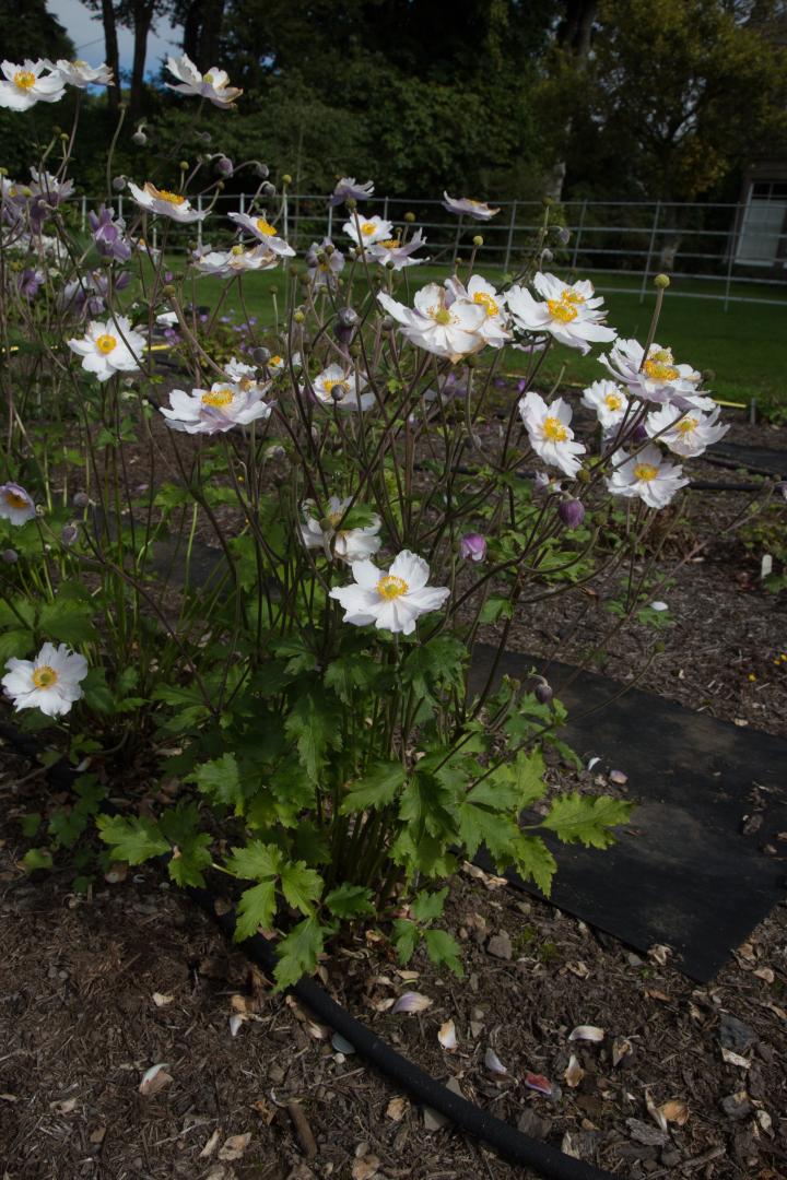 Anemone hybride (x) 'Dreaming Swan'