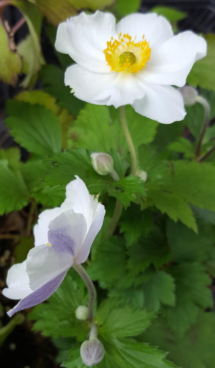 Anemone hybride (x) 'Elfin Swan'